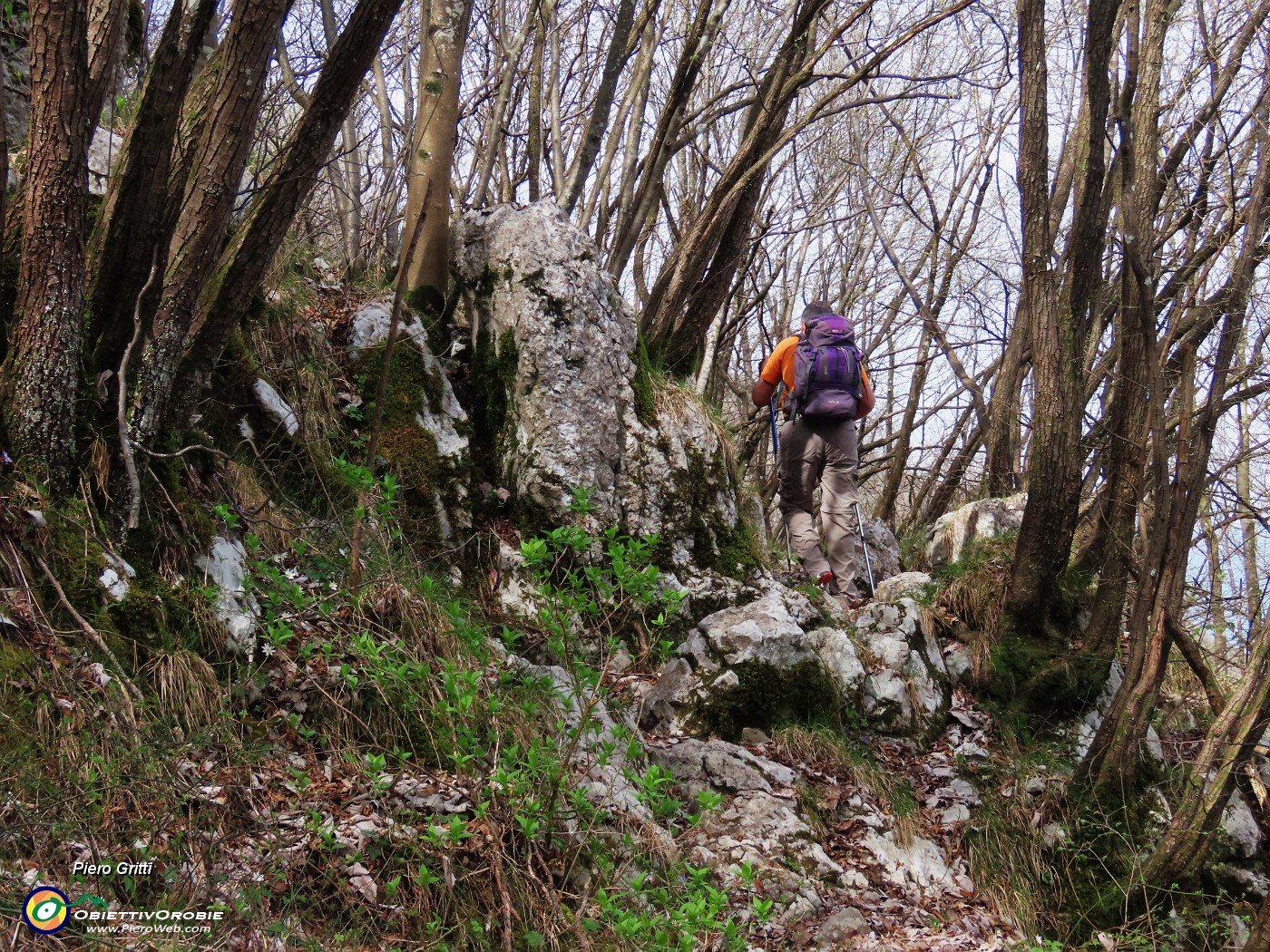19 Bel sentiero in saliscendi nel bosco di carpini neri.JPG